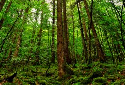 建站魔方技术实现与应用解析