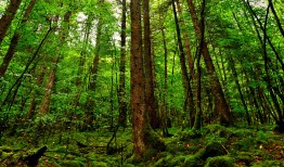 建站魔方技术实现与应用解析