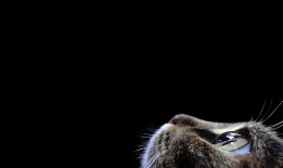 奥迪互联网络与位置服务新体验