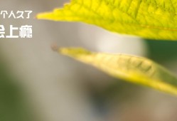 涉县网站推广与营销人才招聘