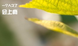 互联网络的多种实用功能与应用场景