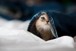 垫江互联网络有限公司：打造高效便捷的网络服务新标杆