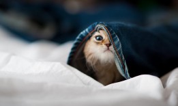 垫江互联网络有限公司：打造高效便捷的网络服务新标杆