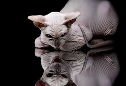 技术猫建站：轻松搭建专业网站的智能解决方案