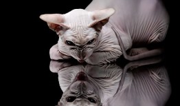 SEO网站优化中的标题技术有哪些