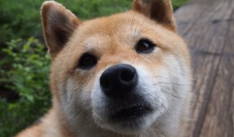 苹果设备无网络连接问题解决指南