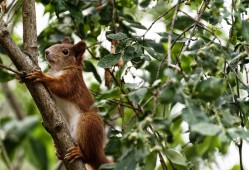 建站指南针简笔画教程