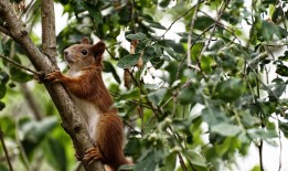 重庆网站建设全攻略：从规划到上线的实用指南