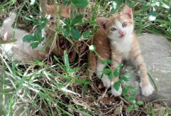 磁力建站为商家提供专业技术服务