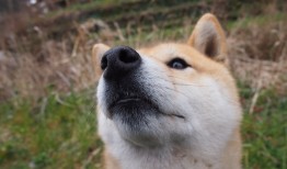 如何有效利用SEO推广提升网站营销效果