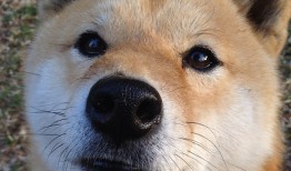 荷塘SEO网站优化提升排名技巧