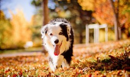 自学CAD软件的高效应用指南