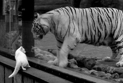 新疆工商互联网络平台助力企业数字化转型