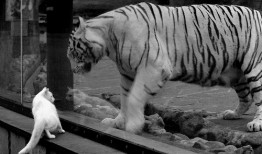 新疆工商互联网络平台助力企业数字化转型