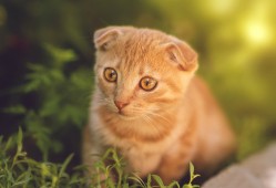 如何理解与分析互联网络中的子网概念