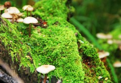 提升网站流量的SEO优化策略