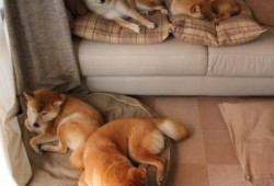 免费AI软件应用全攻略