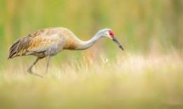 建站技术模板：高效搭建网站的实用指南