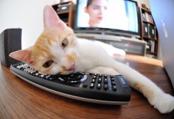 留学推荐学生建站指南