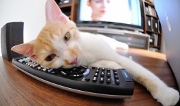 龙里专业SEO优化公司助力网站提升排名与流量