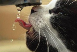 拟采用的建站技术方案