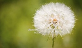 安徽省互联网企业综合实力排名