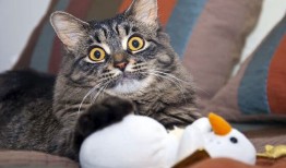 互联网络技术核心知识点全面梳理