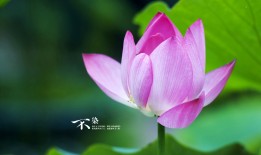 高效搭建网站的实用步骤与技巧