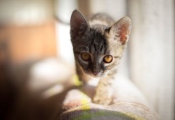 如何高效使用百度建站指南进行网站搭建