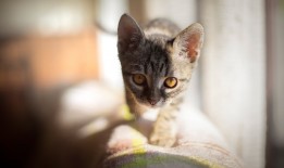 高效建站技术技巧全解析