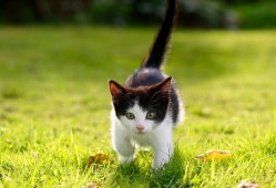 第47次中国互联网络发展研究报告PPT