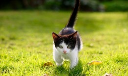 网站关键词优化与推广营销策略