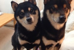 建站无需技术，轻松上手指南