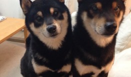 潍坊网络推广服务价格一览