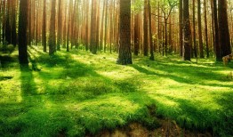 浙江SEO优化服务价格一览