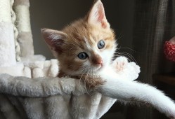 织梦建站技术详解与应用指南