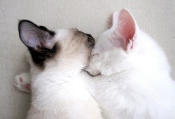 温州租车建站技术优化方案