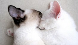 互联网络的构建基础是什么