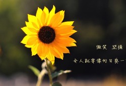 许昌SEO优化服务的收费标准解析