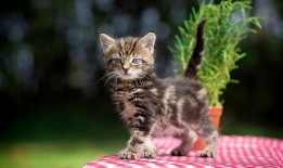 广安招聘网络推广员，欢迎加入互联网营销团队