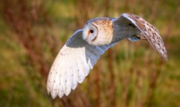 新网站SEO优化技巧与实践指南