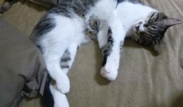 粽子营销文案与网站推广策略