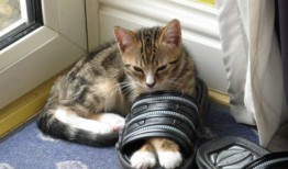 全球最大的虚拟互联网络