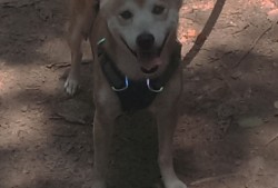 基于C语言的网络日志库设计与实现