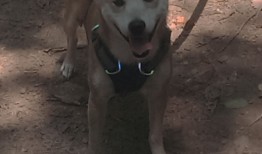 平和建站技术：高效稳定的网站搭建解决方案