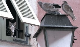 鹏程云脑：智能互联网络新纪元