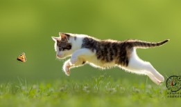 互联网的构成结构