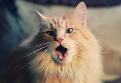 建站技术分享与实践指南