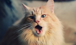 建站技术分享与实践指南