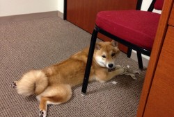 专业建站推广技术解决方案公司